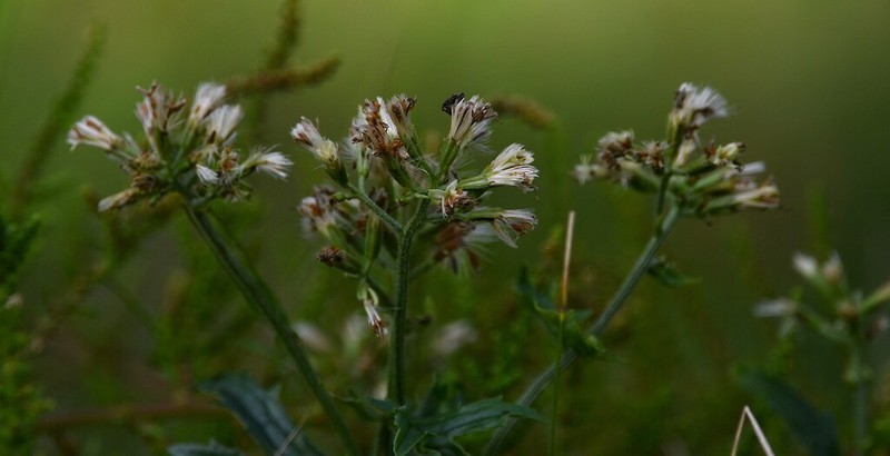 Mikania pinnatiloba photo 2
