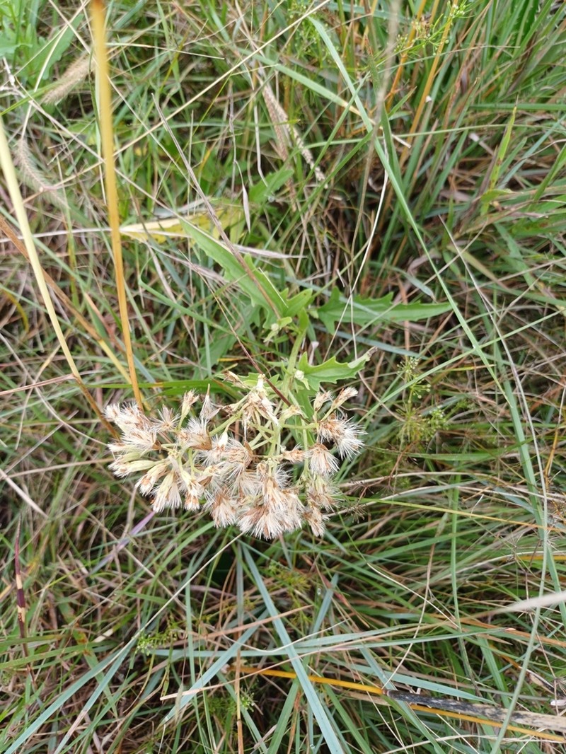 Mikania pinnatiloba photo 4
