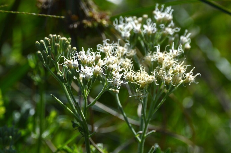 Mikania pinnatiloba photo 5