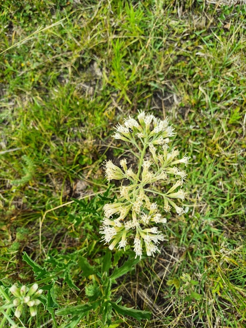 Mikania pinnatiloba photo 7