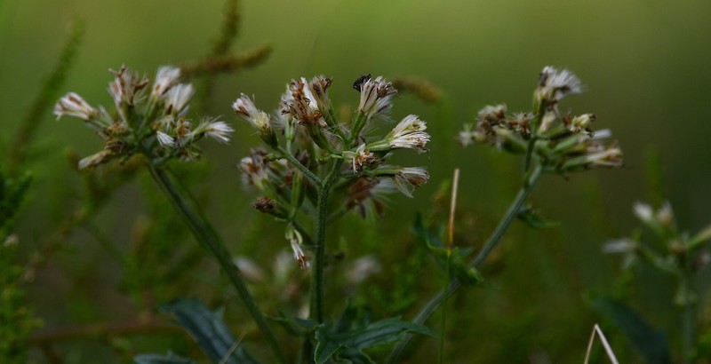 Mikania pinnatiloba photo 8