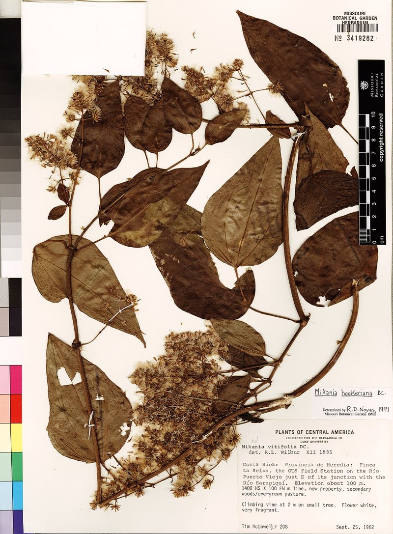 Mikania pittieri