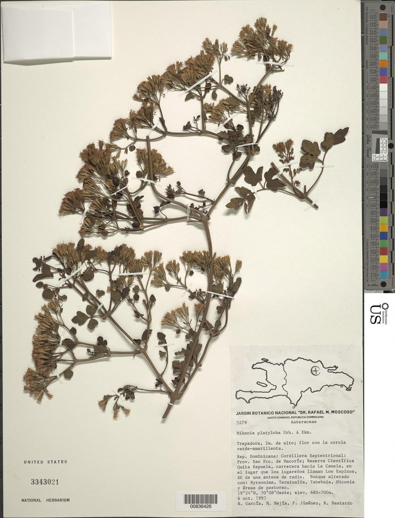 Mikania platyloba