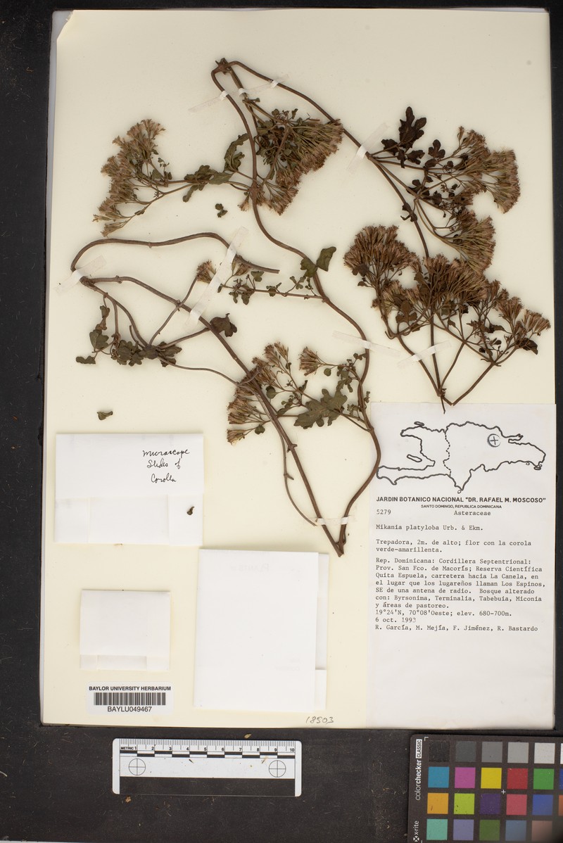 Mikania platyloba photo 2
