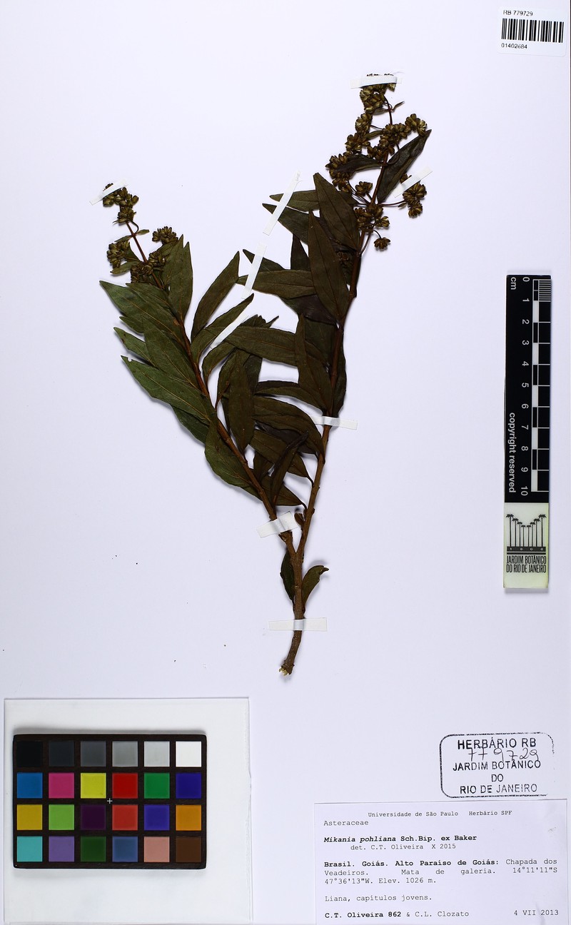 Mikania pohliana