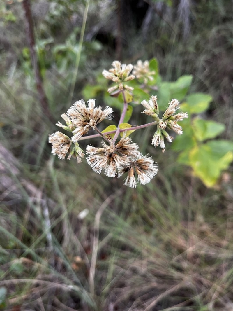 Mikania pohlii