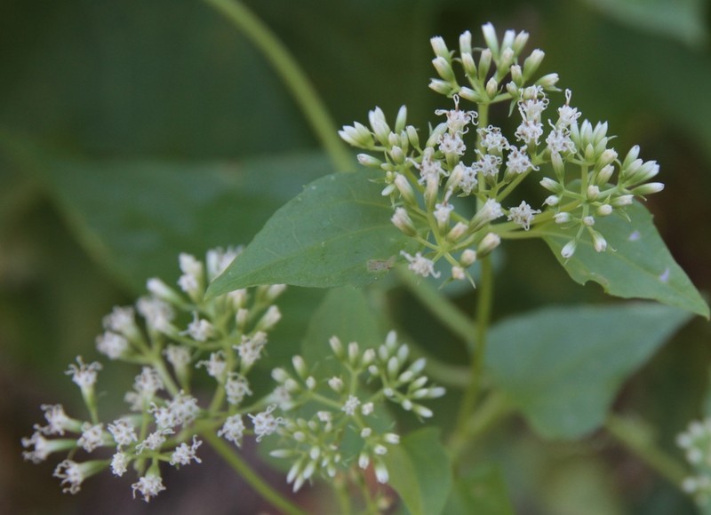 Mikania polycephala