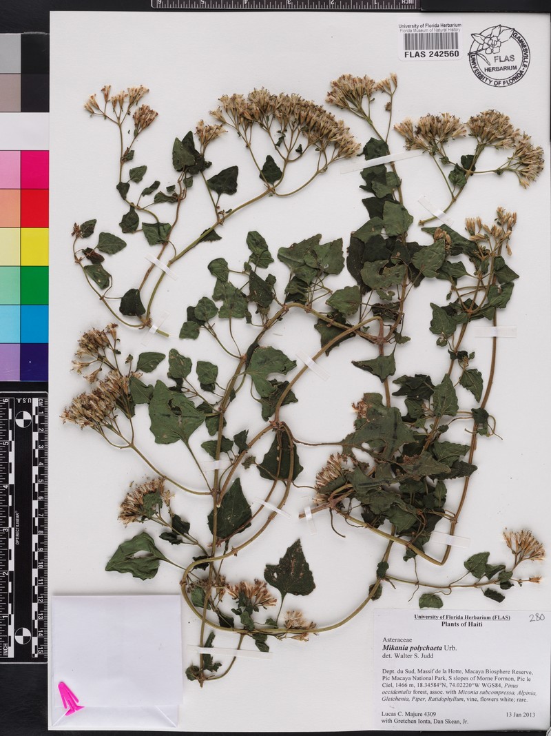Mikania polychaeta