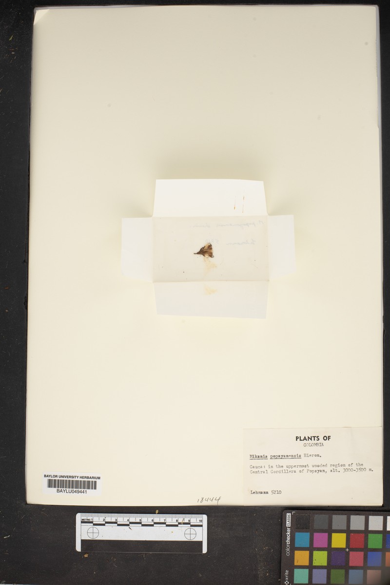Mikania popayanensis photo 2