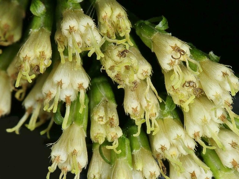Mikania populifolia