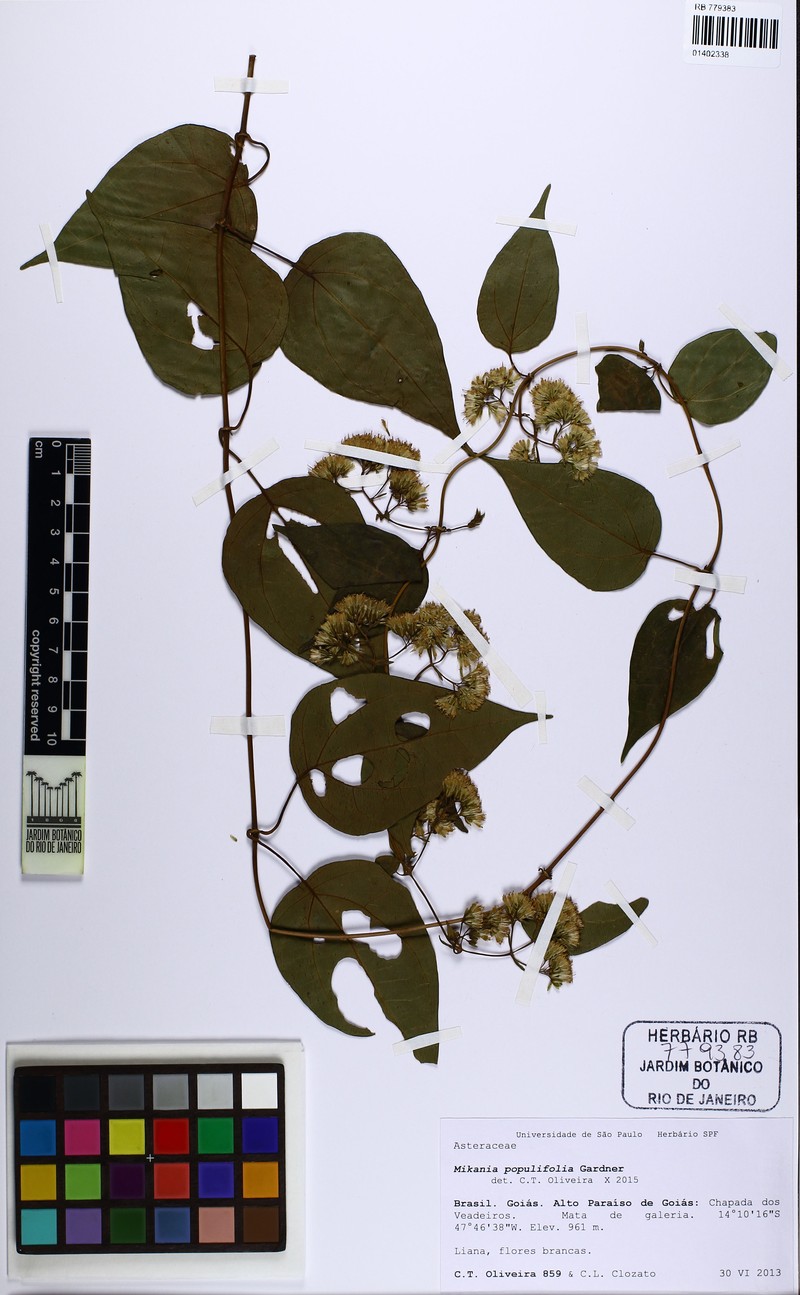 Mikania populifolia photo 2