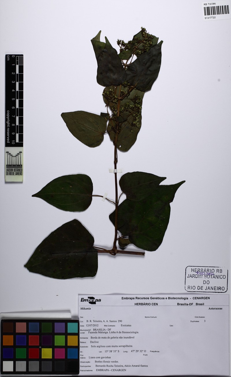 Mikania populifolia photo 3