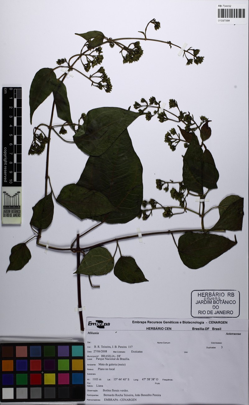 Mikania populifolia photo 4