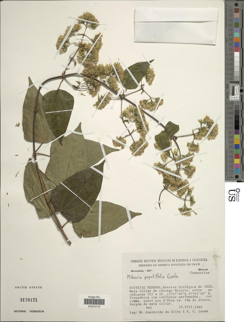 Mikania populifolia photo 5