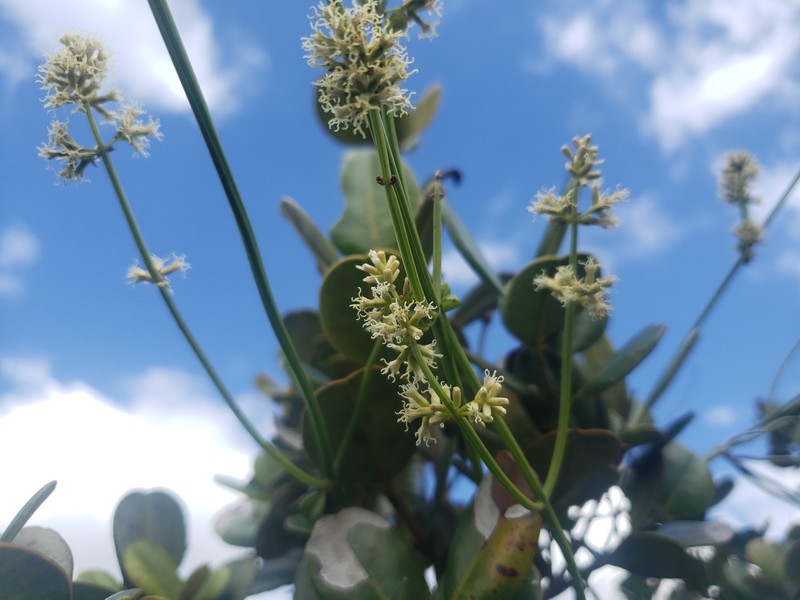 Puerto Rico Hempvine photo 2