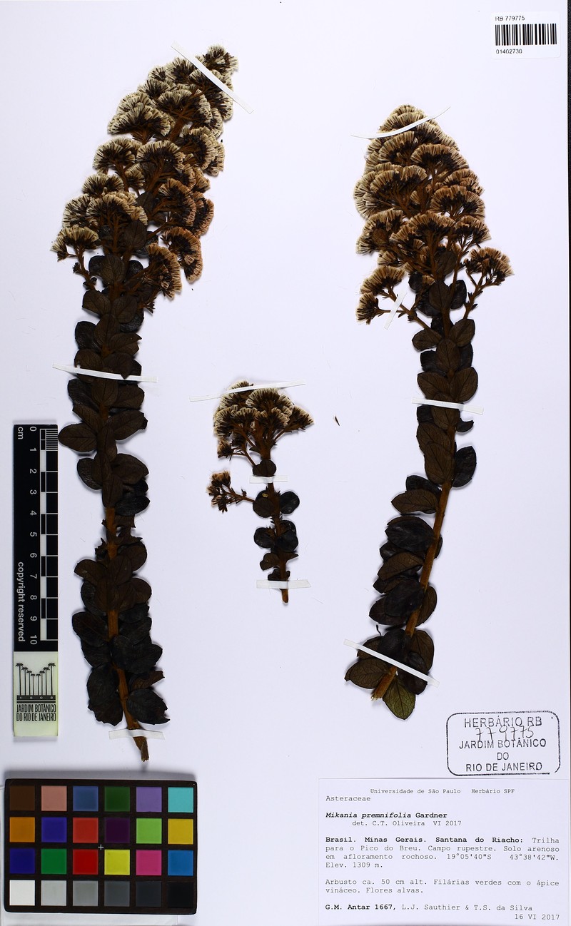 Mikania premnifolia