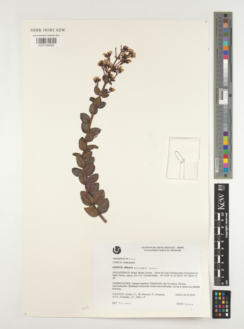 Mikania premnifolia photo 2