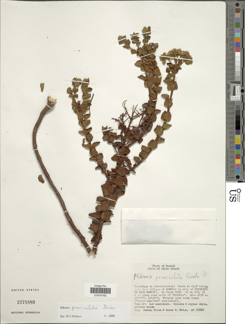 Mikania premnifolia photo 3