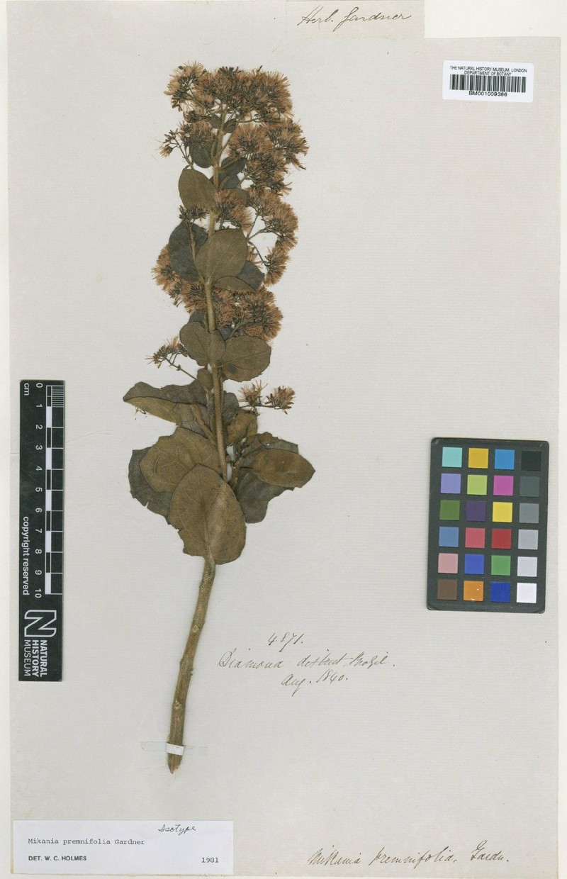 Mikania premnifolia photo 4