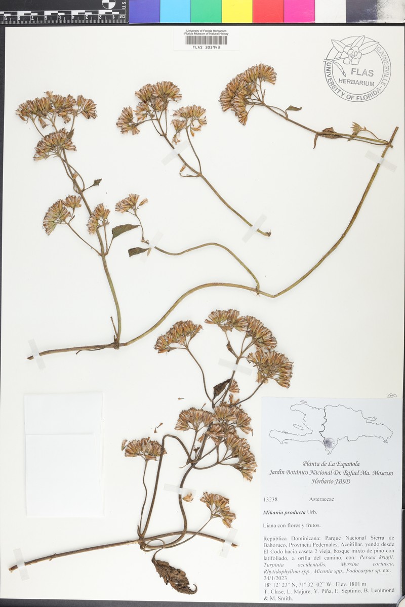 Mikania producta