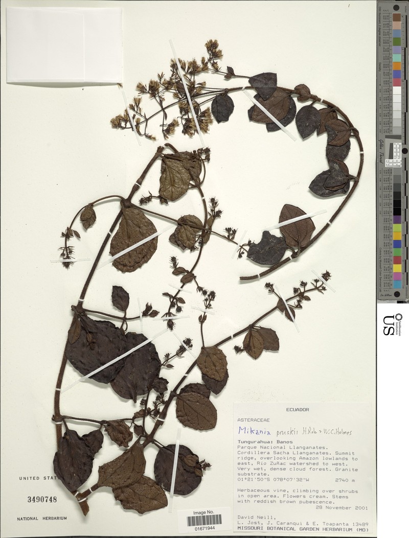 Mikania pruskii