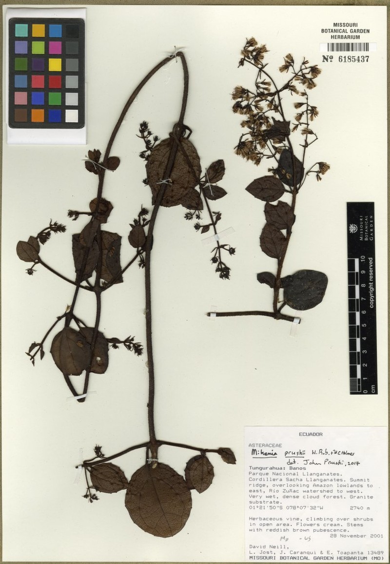 Mikania pruskii photo 2