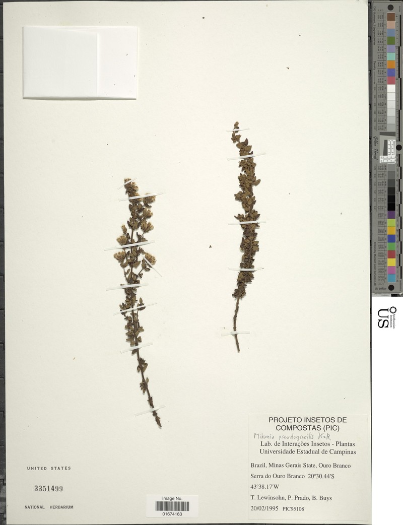 Mikania pseudogracilis