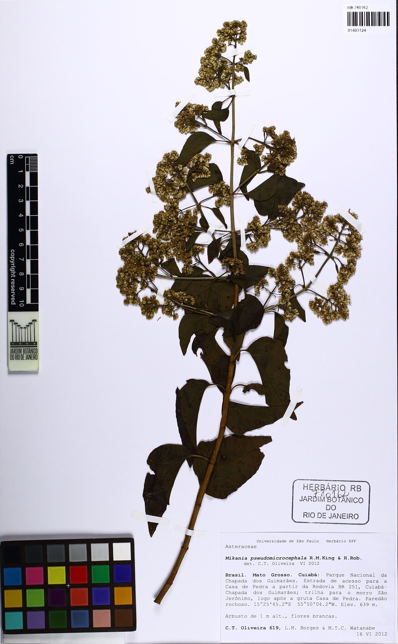 Mikania pseudomicrocephala