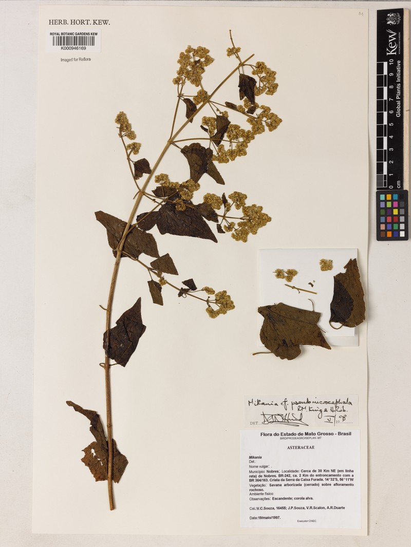Mikania pseudomicrocephala photo 2