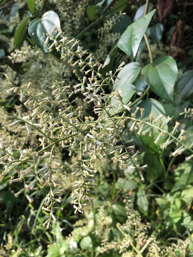 Mikania psilostachya