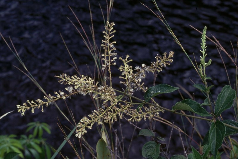 Mikania psilostachya photo 2