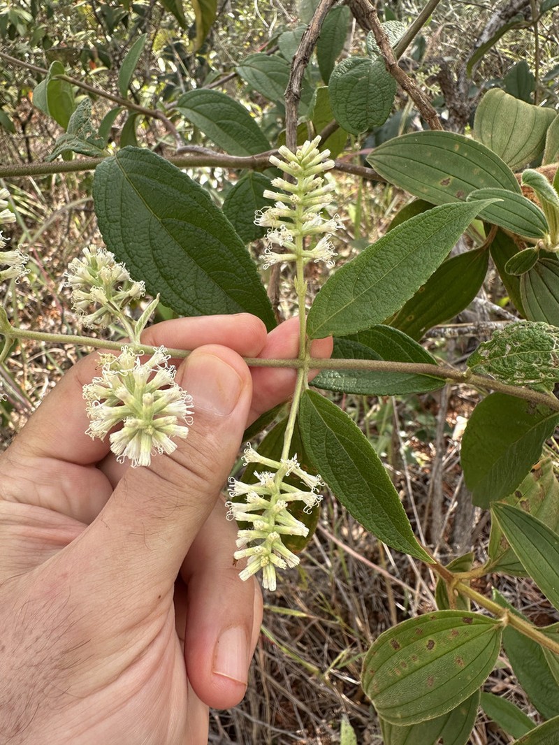 Mikania psilostachya photo 4
