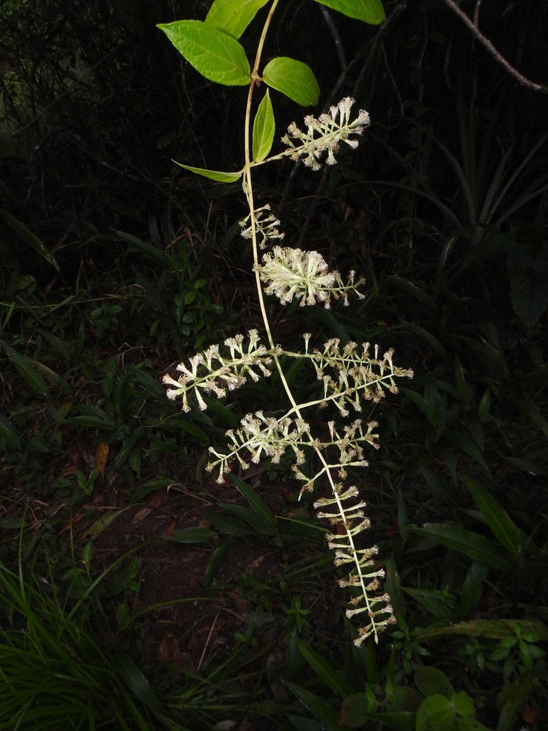 Mikania psilostachya photo 5