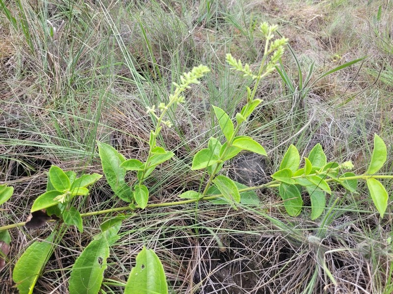 Mikania psilostachya photo 6