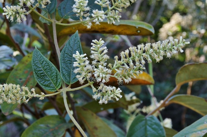 Mikania psilostachya photo 8