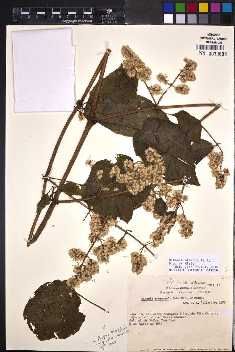 Mikania pterocaula
