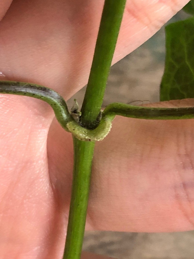 Mikania pteropoda