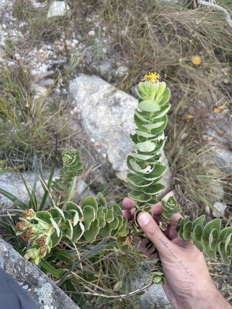 Mikania purpurascens