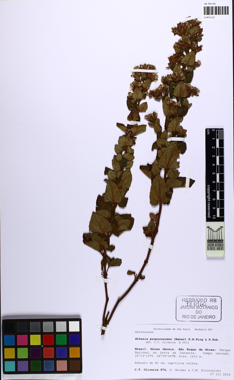Mikania purpurascens photo 2