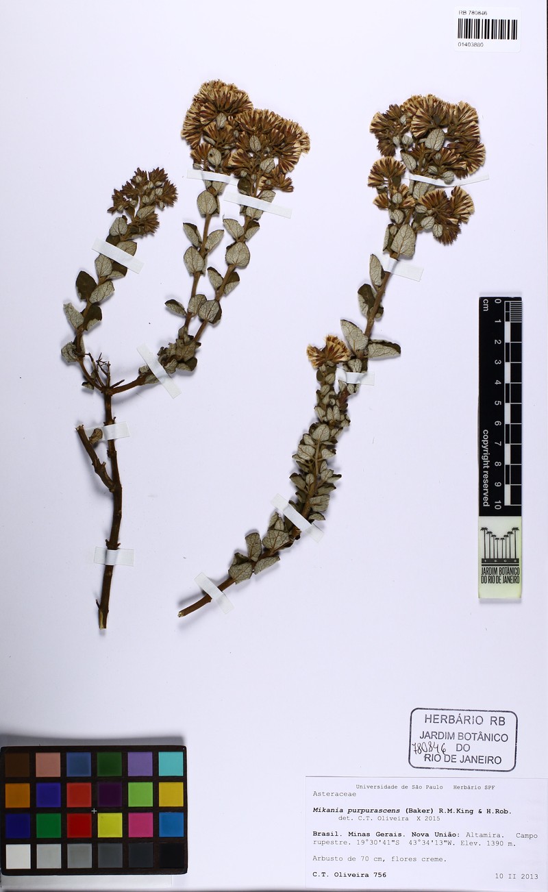 Mikania purpurascens photo 3