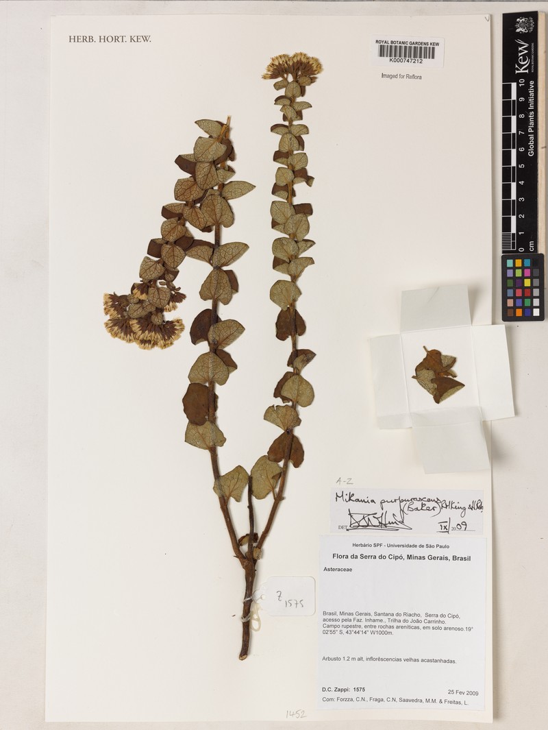 Mikania purpurascens photo 4