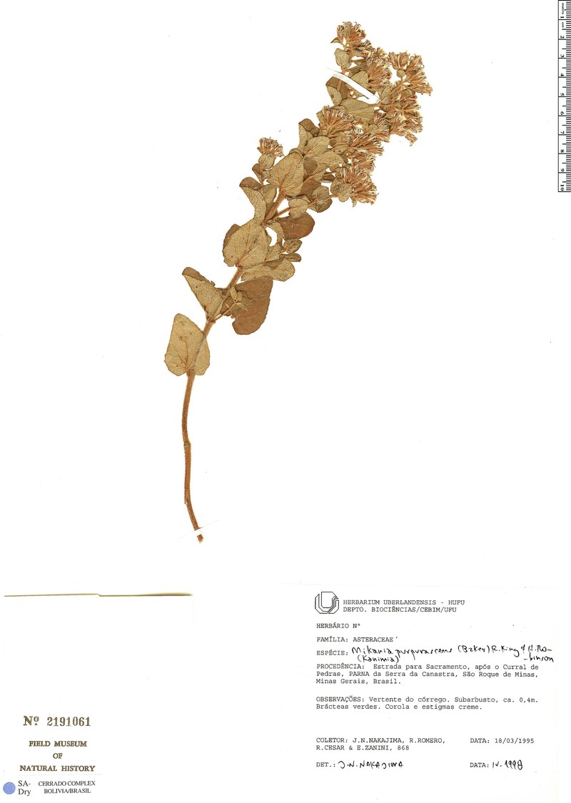 Mikania purpurascens photo 5