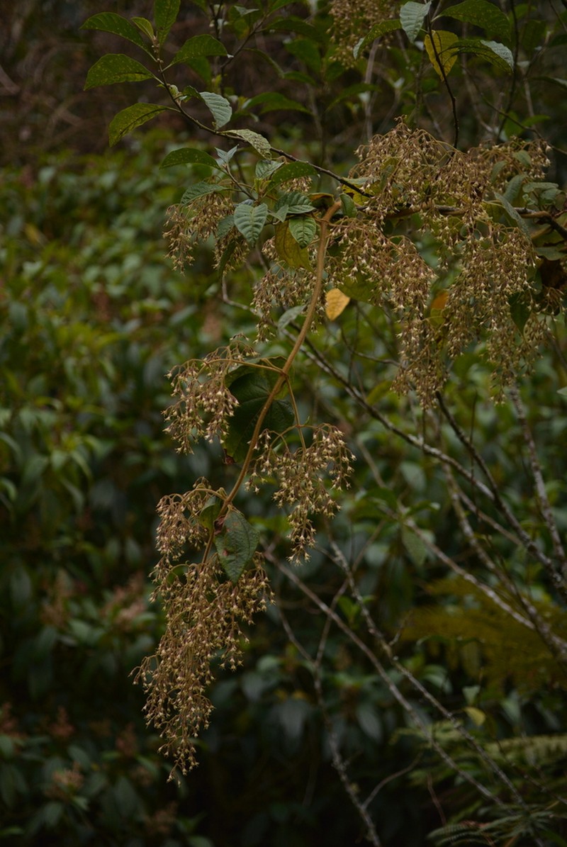 Mikania pyramidata
