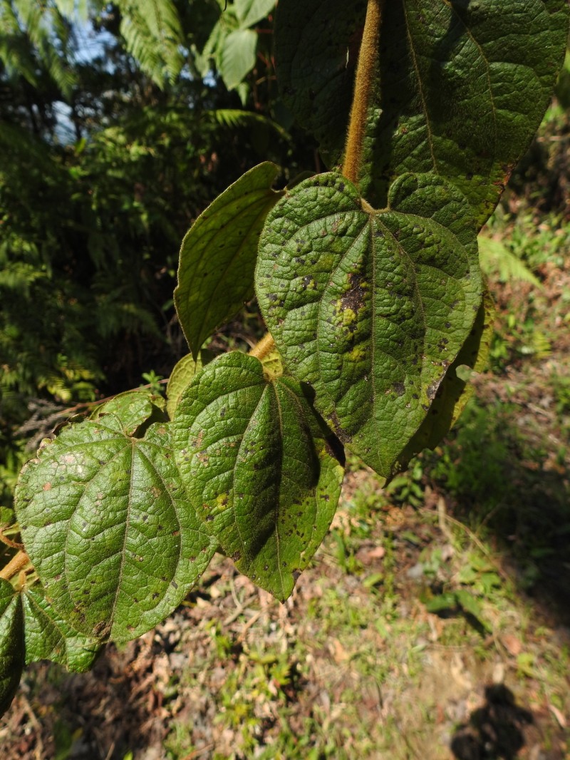 Mikania pyramidata photo 2