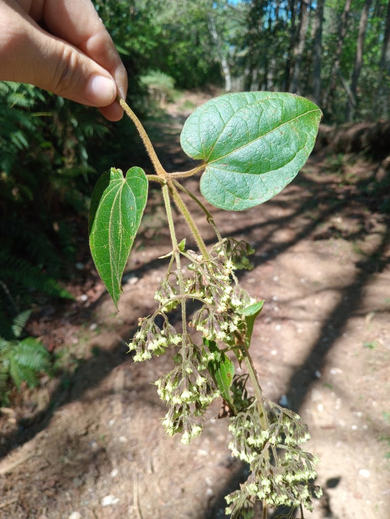 Mikania pyramidata photo 4
