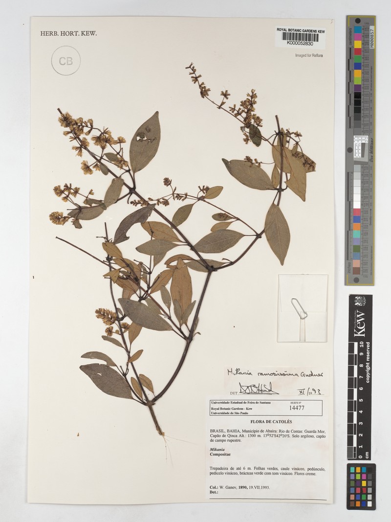 Mikania ramosissima