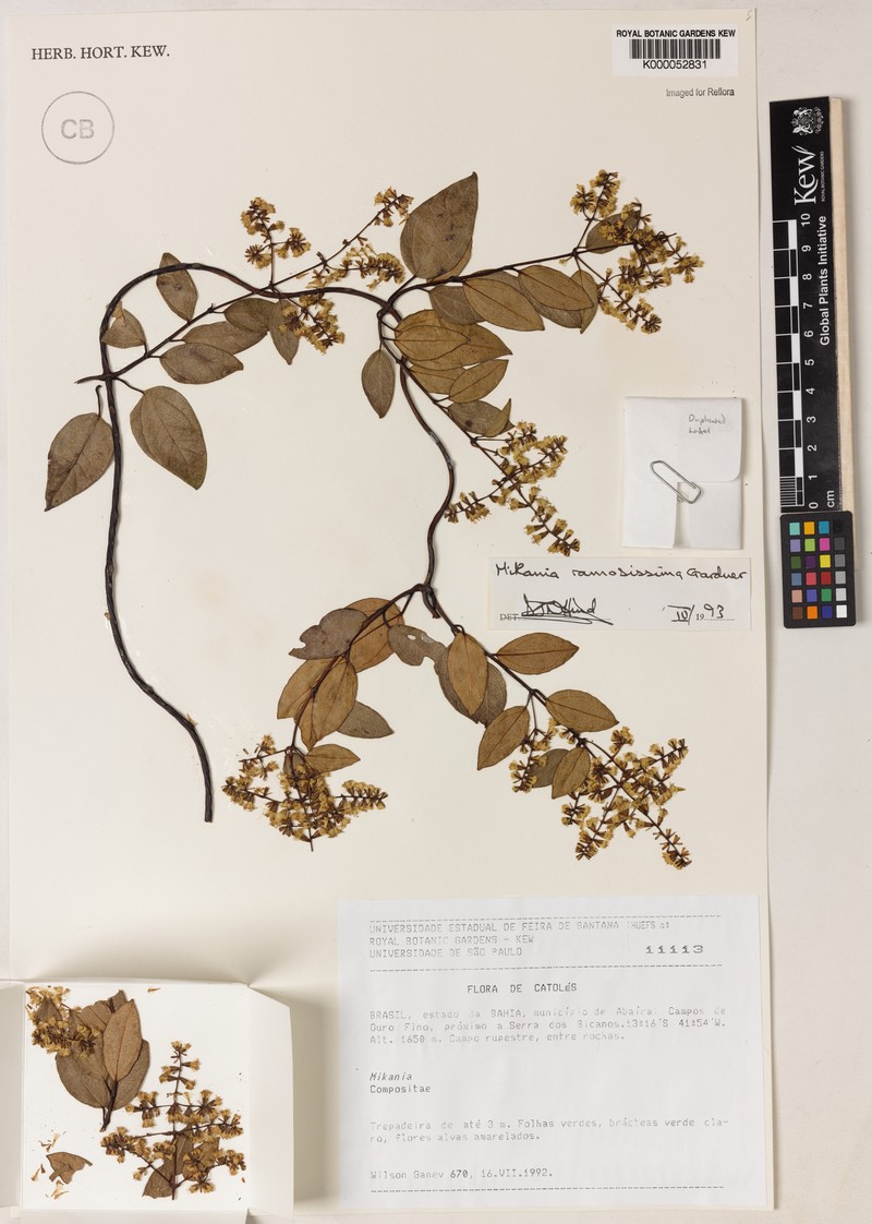 Mikania ramosissima photo 2