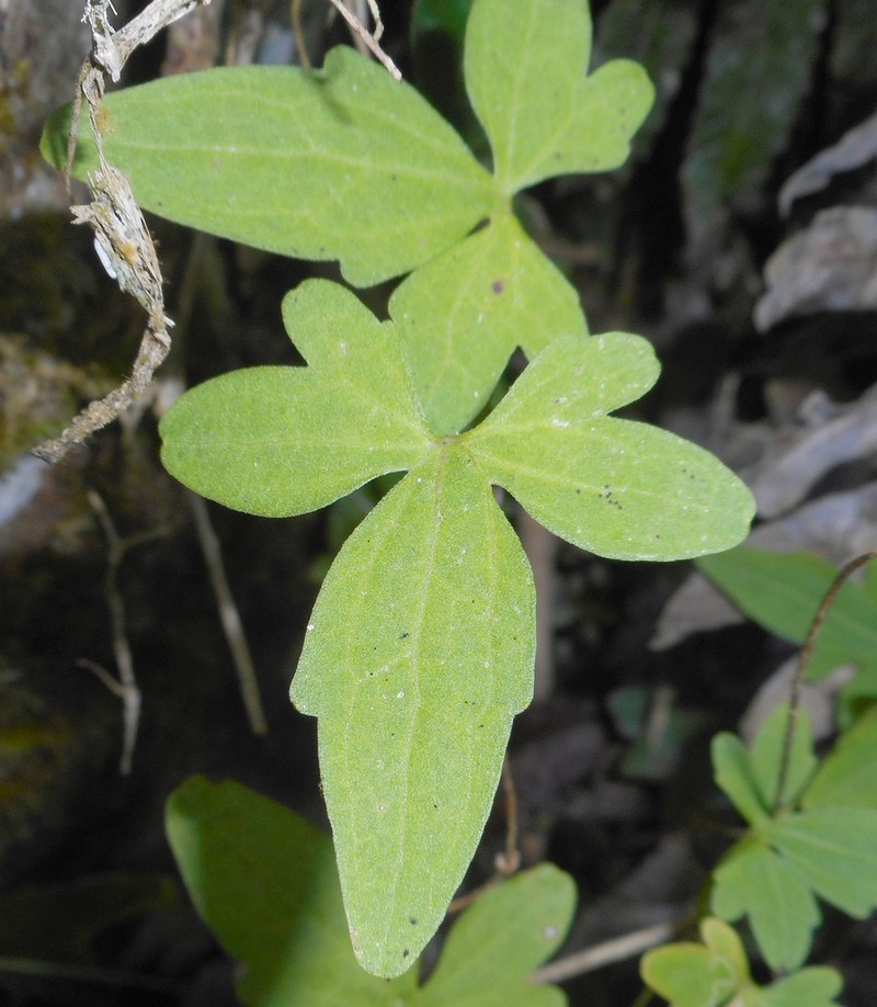 Mikania ranunculifolia