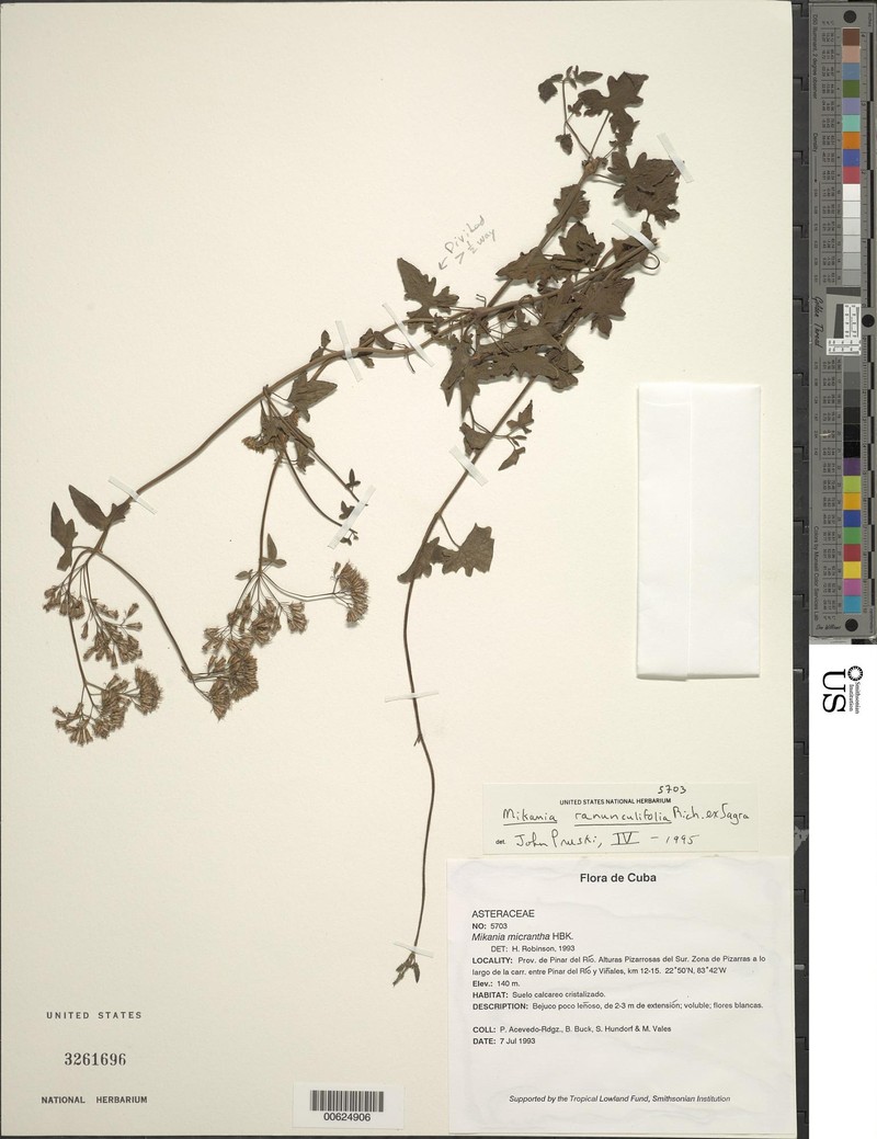 Mikania ranunculifolia photo 2