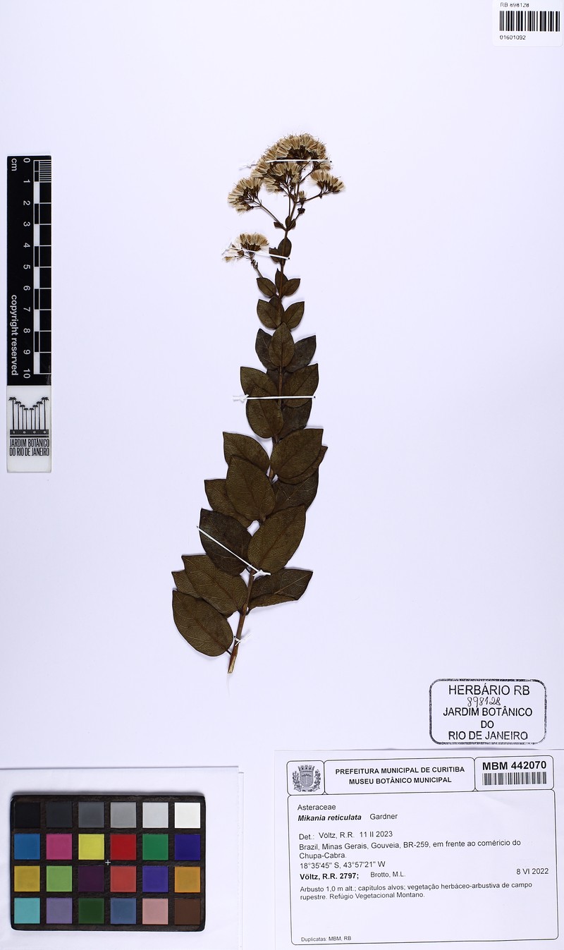 Mikania reticulata